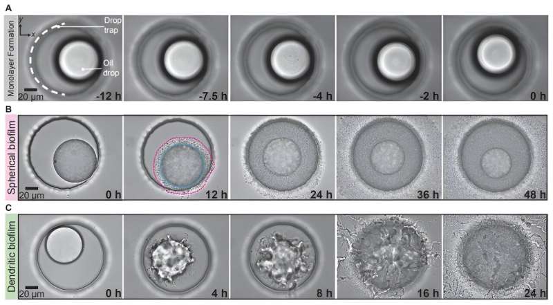 Oil eating microbes reshape droplets to optimize biodegradation