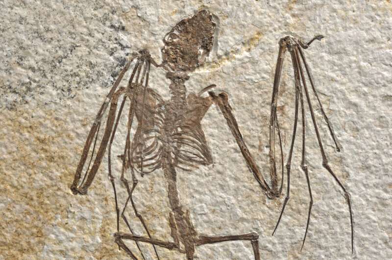 Oldest bat skeletons ever found described from Wyoming fossils