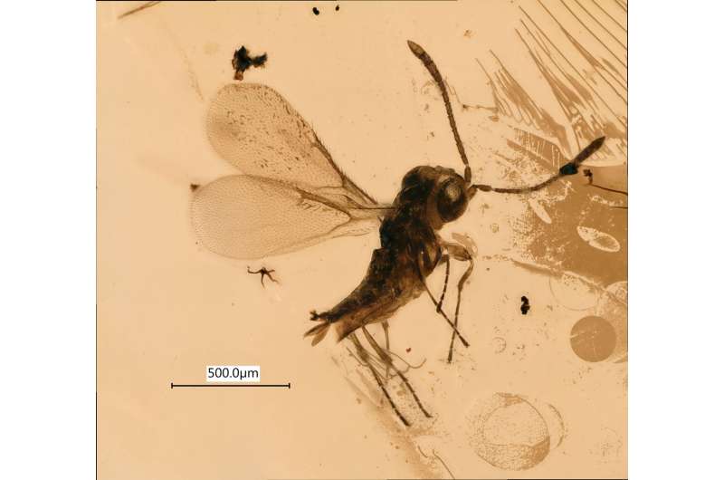 Oldest family of jewel wasps discovered from Cretaceous amber in Lebanon