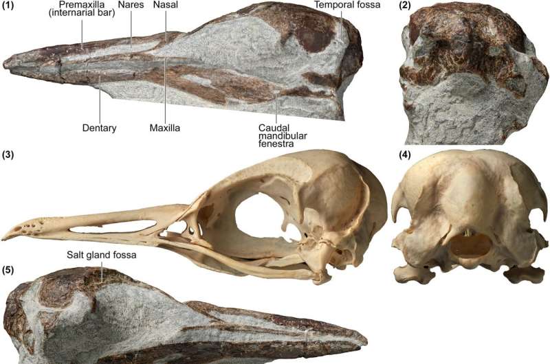 Oldest known extinct little penguin fossil skull found in New Zealand