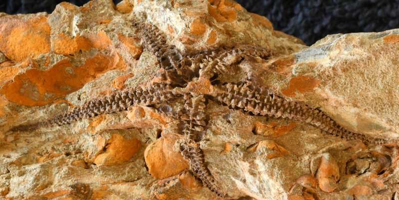 Oldest known samples of brittle stars from supercontinent Gondwana discovered in South Africa
