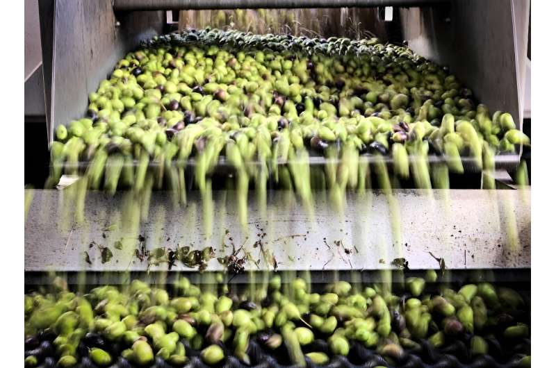 Olives are processed to make olive oil at a mill in Palombara Sabina, Lazio