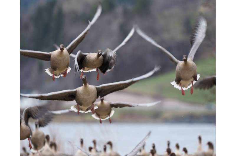 On a warming planet, these arctic geese rapidly found (and shared) a new migratory route