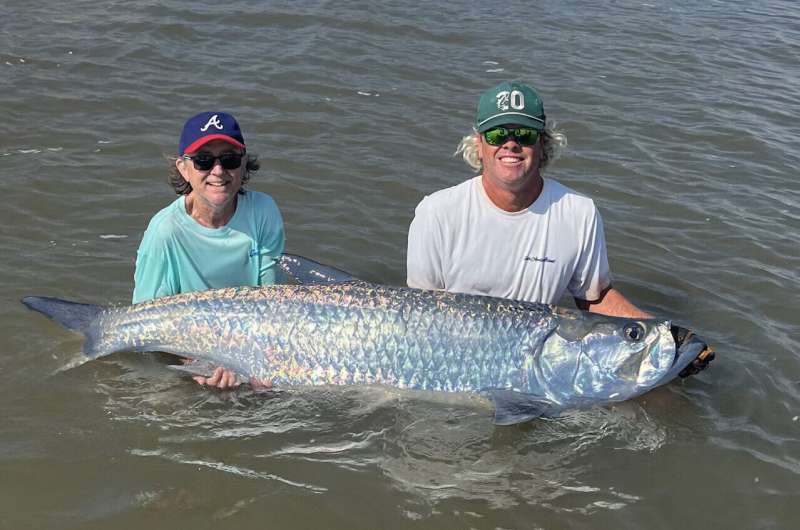 On the trail of the silver king: Researchers at UMass Amherst reveal unprecedented look at tarpon migration