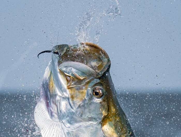 On the trail of the silver king: Researchers at UMass Amherst reveal unprecedented look at tarpon migration