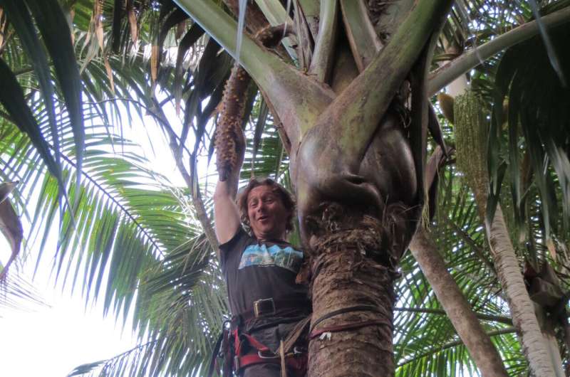 Sur deux petites îles de l'océan Indien, un palmier en voie de disparition doté de la plus grosse graine du monde sème une leçon sur la restauration des paysages