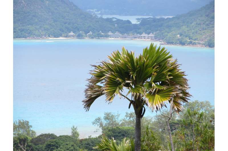 On two small islands in the Indian Ocean, an endangered palm with the world's largest seed sows a lesson about landscape restoration