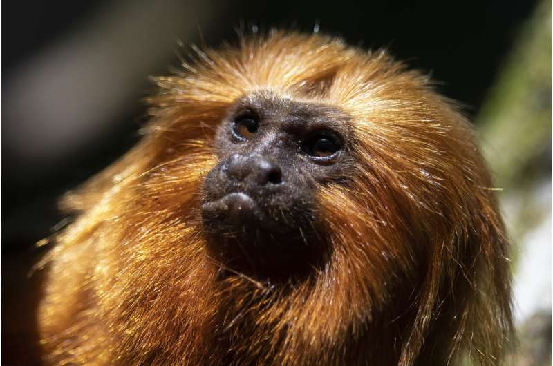Once nearing extinction, Brazil's golden monkeys have rebounded from yellow fever, scientists say