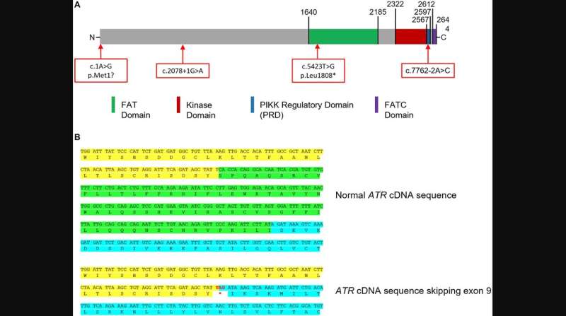 Oncotarget | Extreme phenotype approach identifies rare ATR variants as potential male breast cancer susceptibility alleles