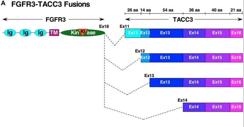 Oncotarget | Oncogenic driver FGFR3-TACC3 requires 5 coiled-coil heptads for activation and disulfide bonds for stability