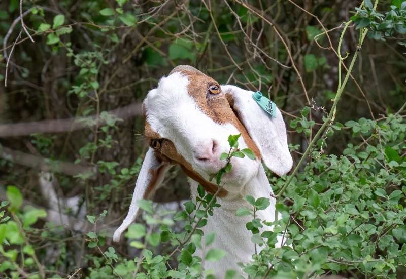 One of the goat squad eating overgrown vegetation in an environmentally-friendly initiatve at the Brackenridge Park Conservancy 