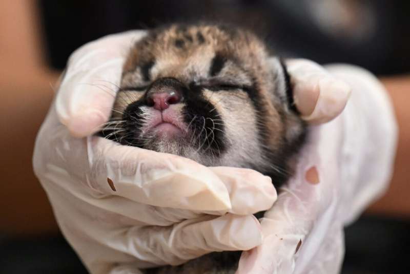 One of two puma cubs being nursed to adulthood at the Nupana reserve