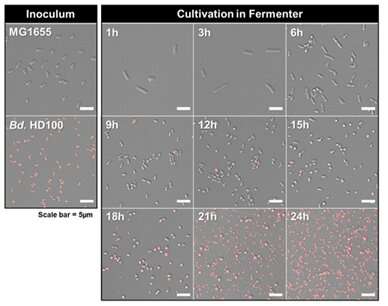 One-pot fermentative growth of predatory bacteria