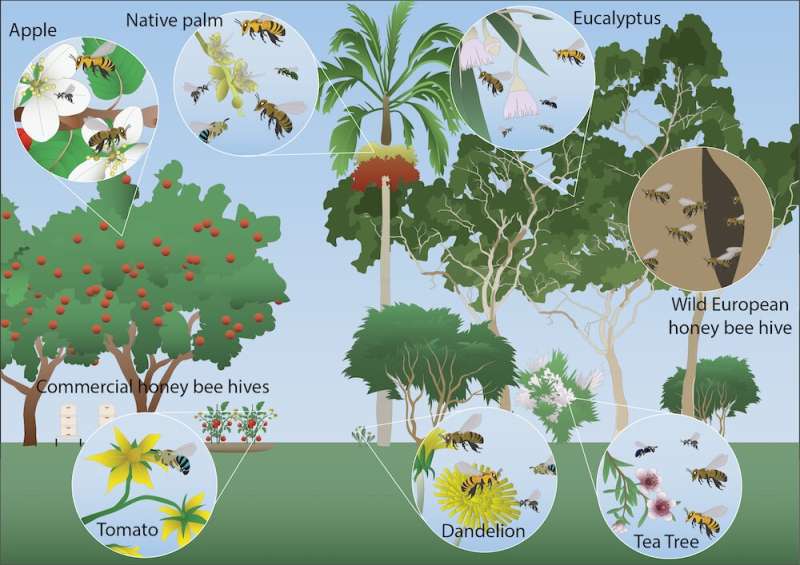 Opinión: Australia se encuentra en una posición única para eliminar el ácaro Varroa, que mata abejas.  Esto es lo que sucede si no lo hacemos