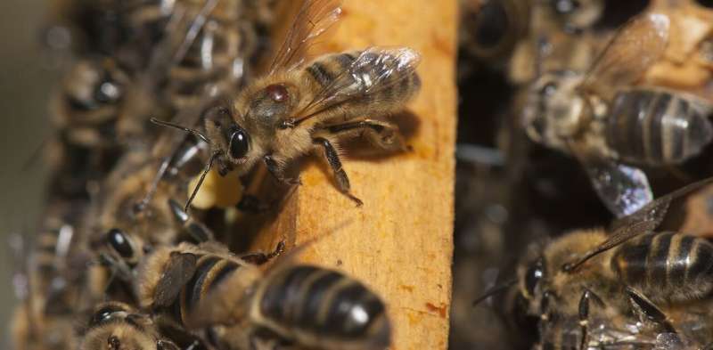 Opinion: Australia is in a unique position to eliminate the bee-killing Varroa mite. Here's what happens if we don't