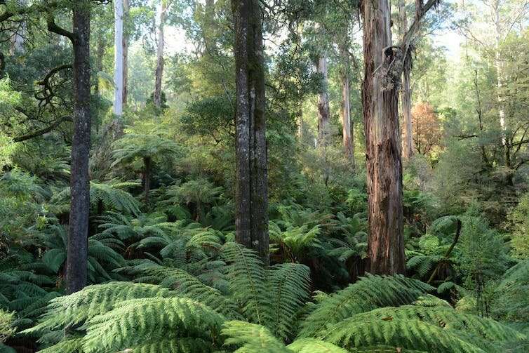 Opinion: Victoria's rapid exit from native forest logging is welcome—and long overdue
