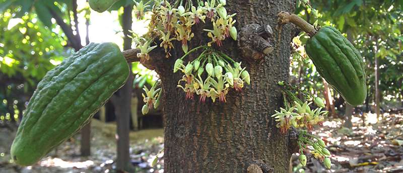 Optimized cacao pollination for higher yields