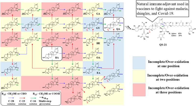 Optimizing cytochrome P450 network for high-level production of quillaic acid
