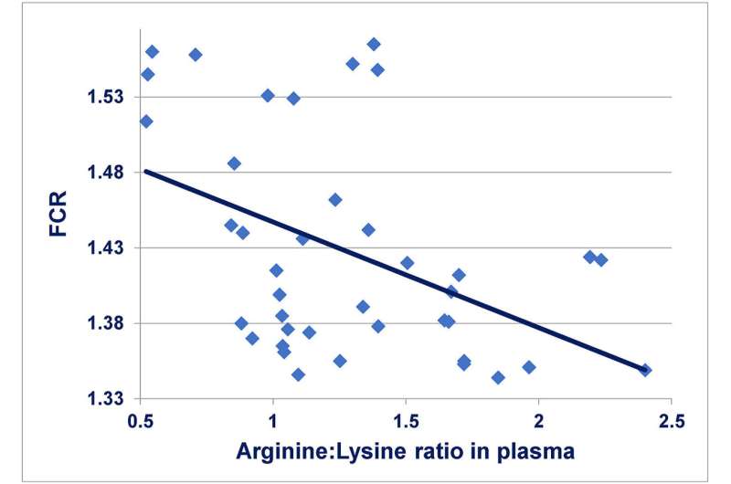 Optimizing low-protein diets in broiler chickens: The role of grain type and dietary arginine to lysine ratio