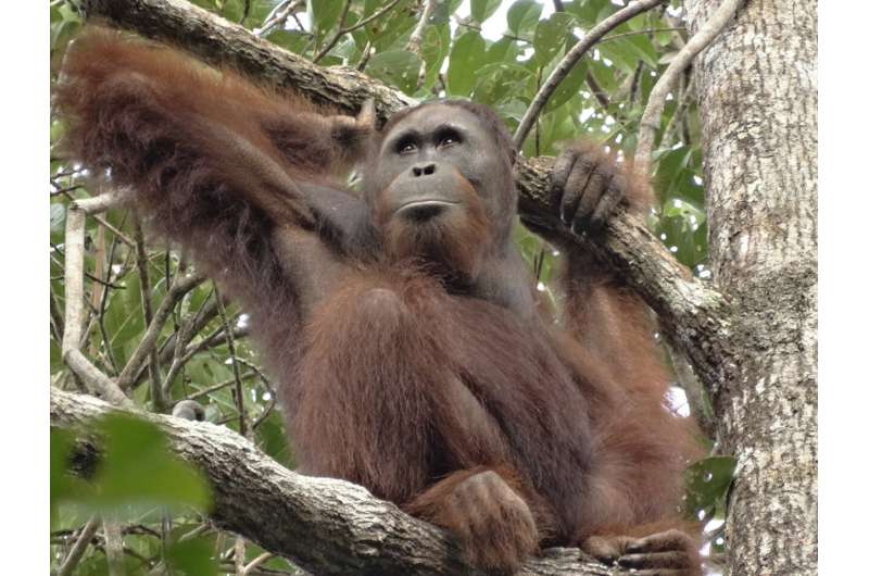 Orangutan male success: Not by dominance alone