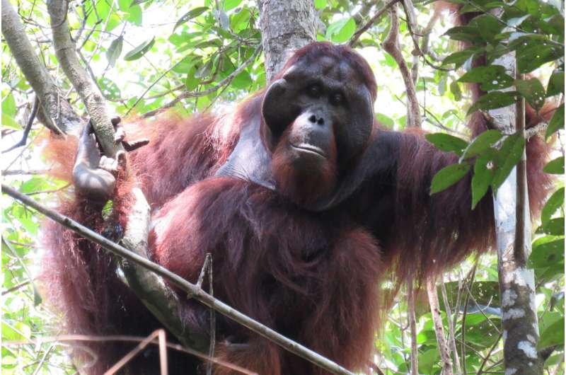 Orangutan male success: Not by dominance alone