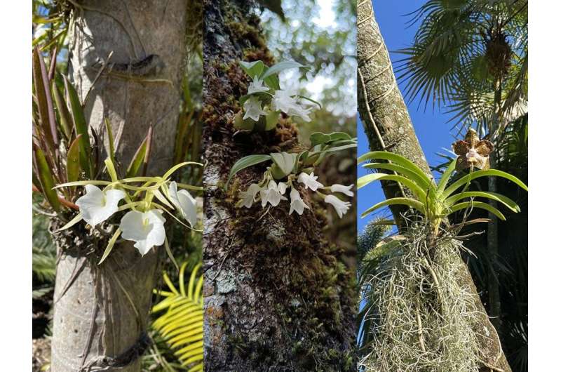 Orchids' ability to grow on other plants independently evolved multiple times