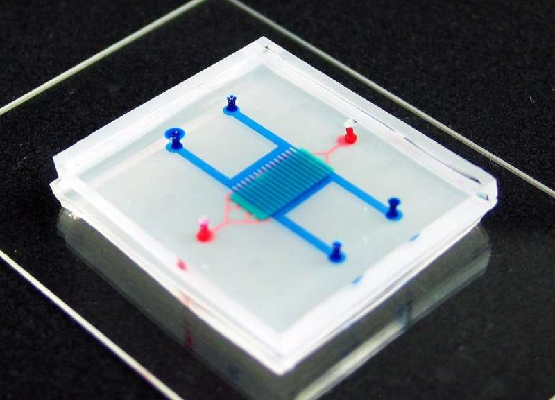 Organ-on-a-chip models allow researchers to conduct studies closer to real-life conditions