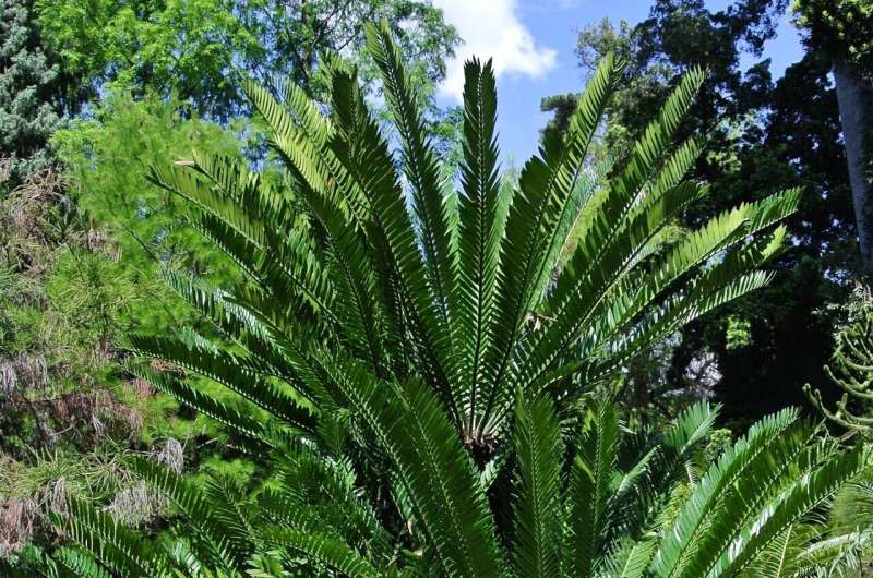 Origin and geographic evolution of cycads clarified