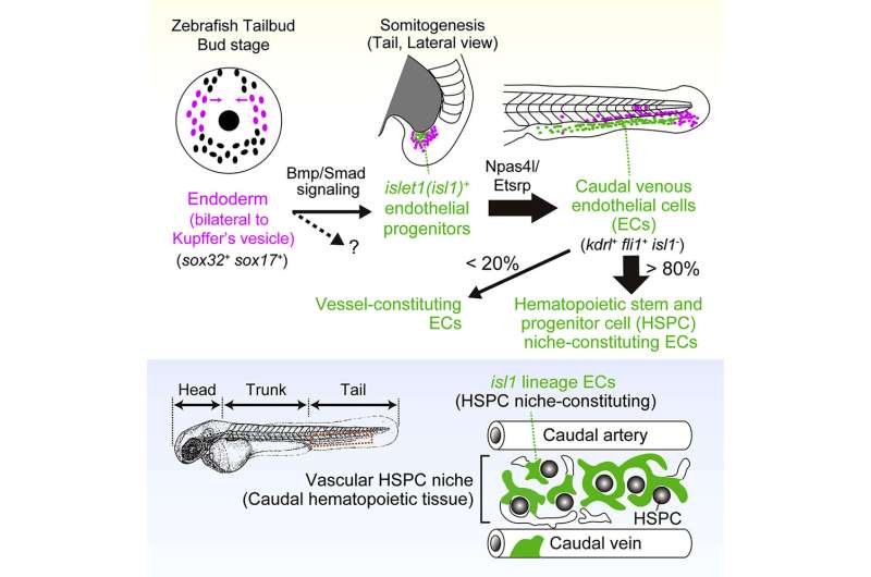 Origin of endothelial cells constituting the vascular niche for hematopoietic stem and progenitor cells in zebrafish