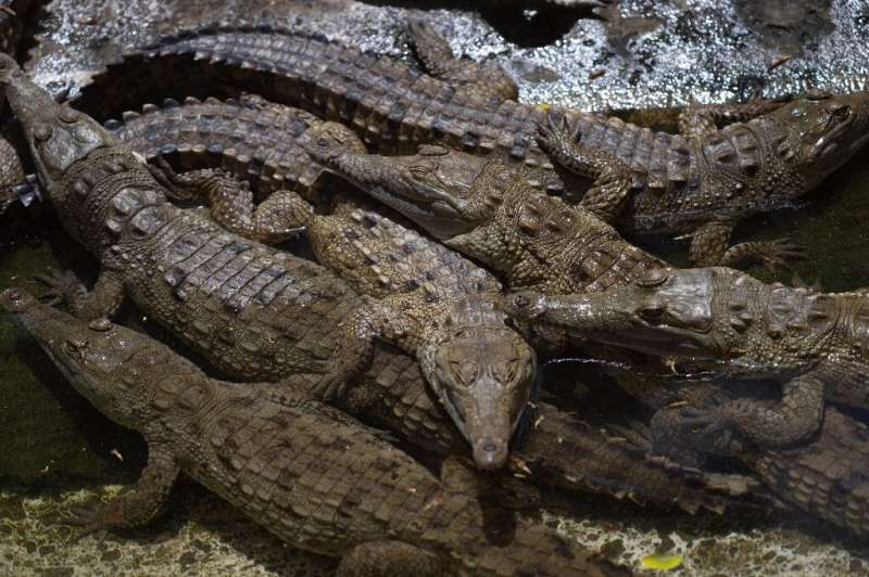 Orinoco Crocodiles clamber over each other at a breeding pond in Turmero, Venezuela