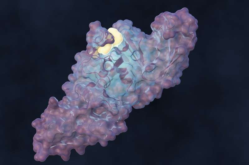ORNL-led team designs molecule to disrupt SARS-CoV-2 infection