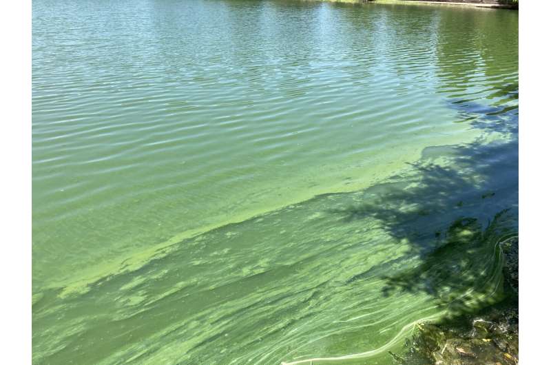 OU-led group improves ability to identify and study algae species