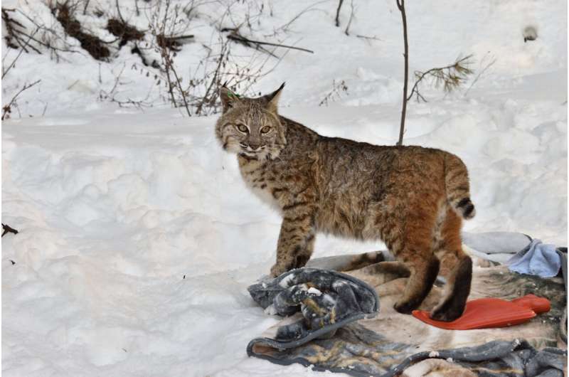 Out of the frying pan: Coyotes, bobcats move into human-inhabited areas to avoid apex predators — only to be killed by people