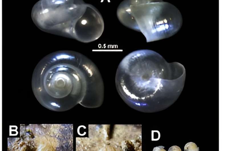 Out of the shell: Taxonomic classification of a novel snail native to Japan