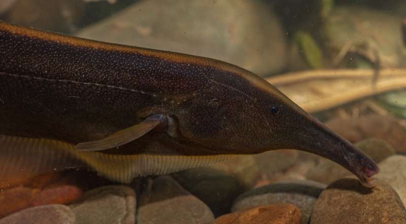 Over 330 fish species – up to 35 new to science – found in Bolivian national park