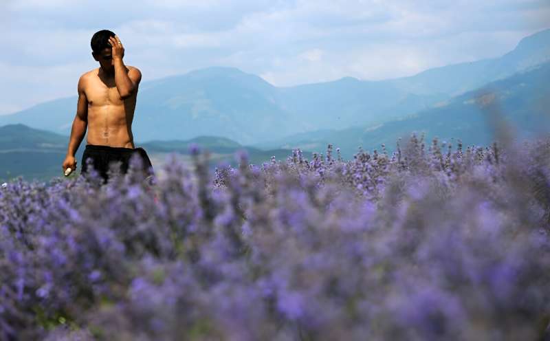 Overproduction and EU health labels have Bulgarian producers of lavender essential oil sweating