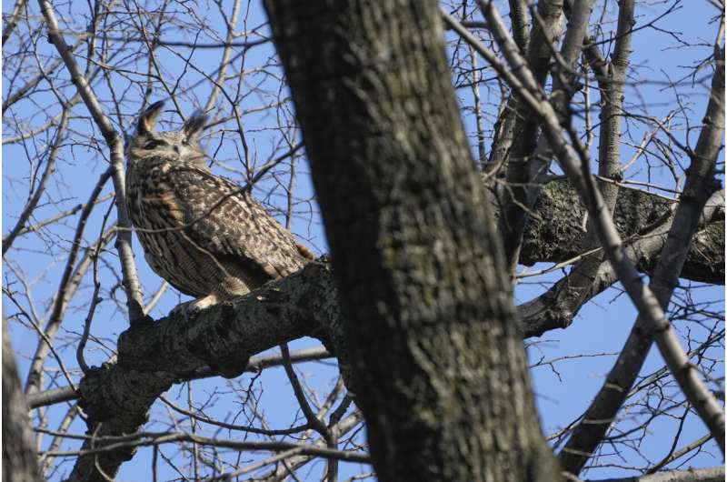 Owl who escaped from zoo is NYC's latest avian celebrity