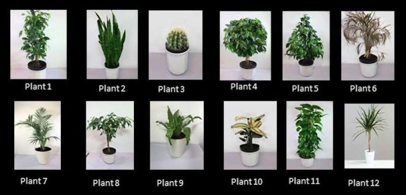 Owning houseplants can boost your mental health—here's how to pick the right one