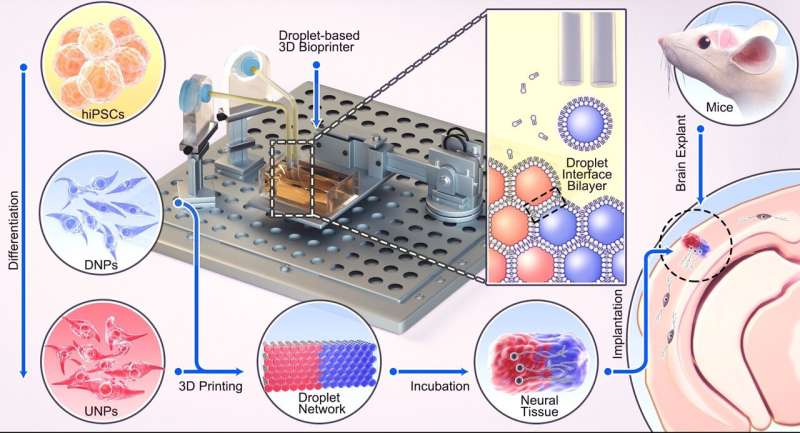 Oxford researchers develop 3D printing method that shows promise for repairing brain injuries