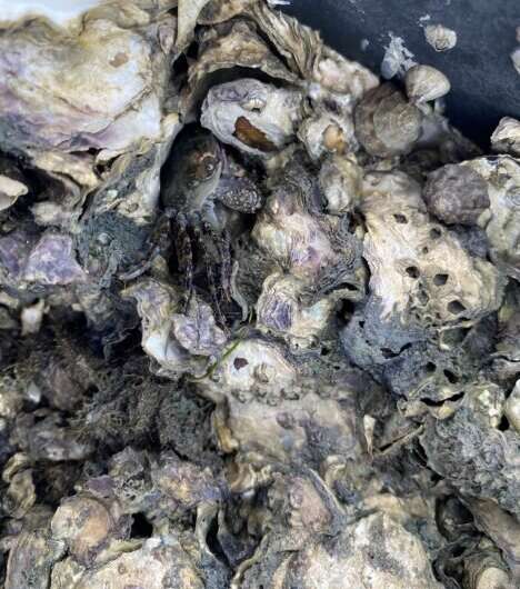 Oysters back from the brink thanks to novel restoration 