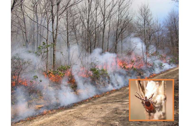 Pa. private forest landowners want to use controlled fire to manage their woods