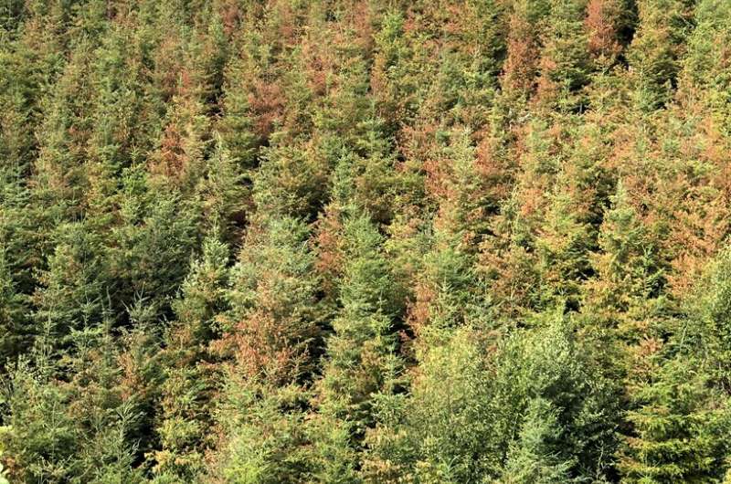 Pacific Northwest heat dome tree damage more about temperature than drought, scientists say