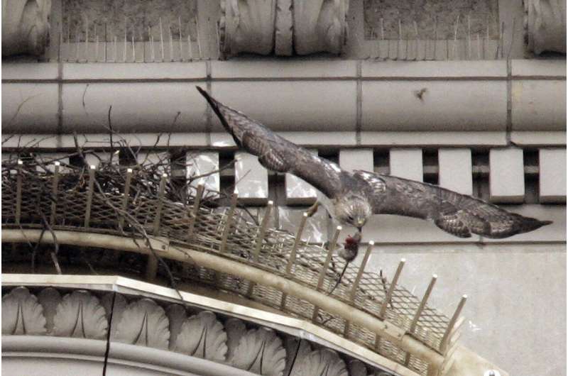 Pale Male, red-tailed hawk who nested above NYC's Fifth Avenue for 30 years, dies at 33