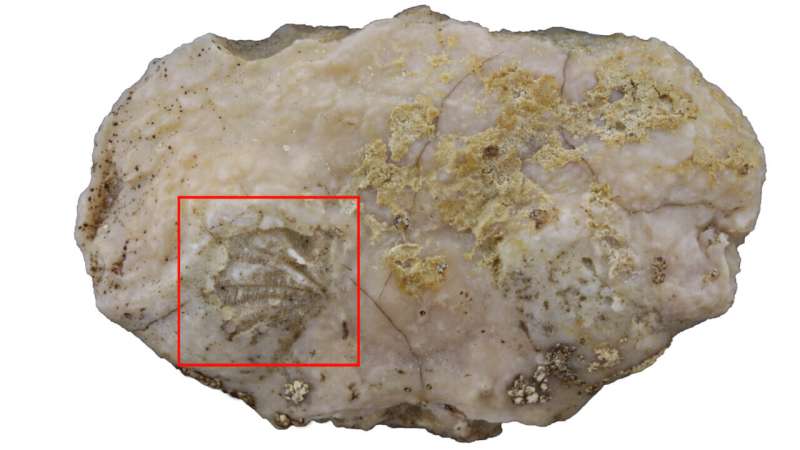 Paleontologist discovers rare soft tissue in fossil
