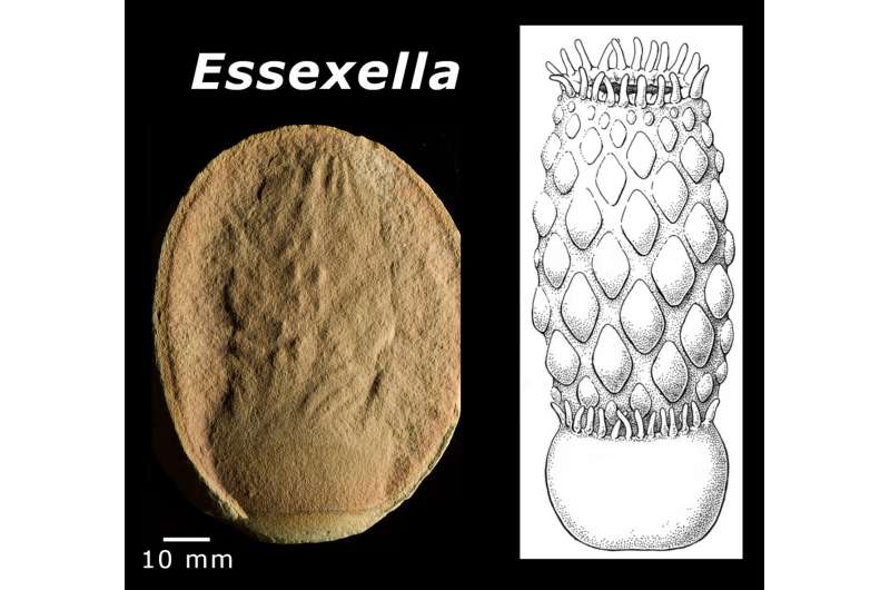 Paleontologists flip the script on anemone fossils