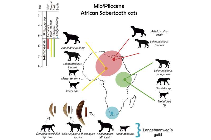Paleontologists identify two new species of sabertooth cat