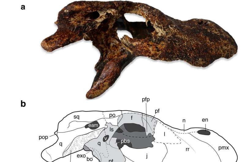 Paleontology: New ancient Asian alligator species identified