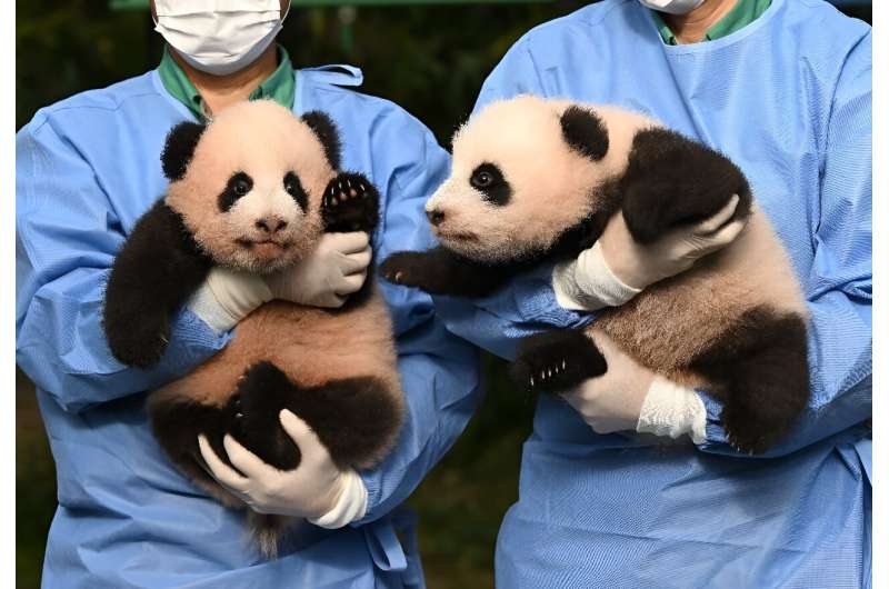 Panda cubs Rui Bao (L) and Hui Bao, were born 97 days ago at South Korea's Everland theme park