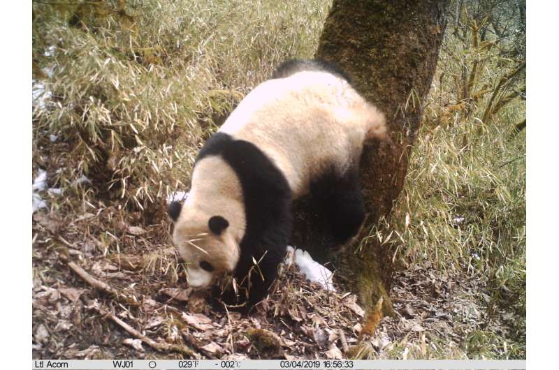 Affiches actives des pandas sur les réseaux sociaux