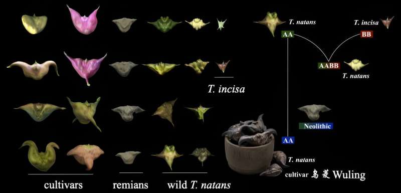Pangenomic study of water caltrop—structural variations play a role in speciation and asymmetric subgenome evolution